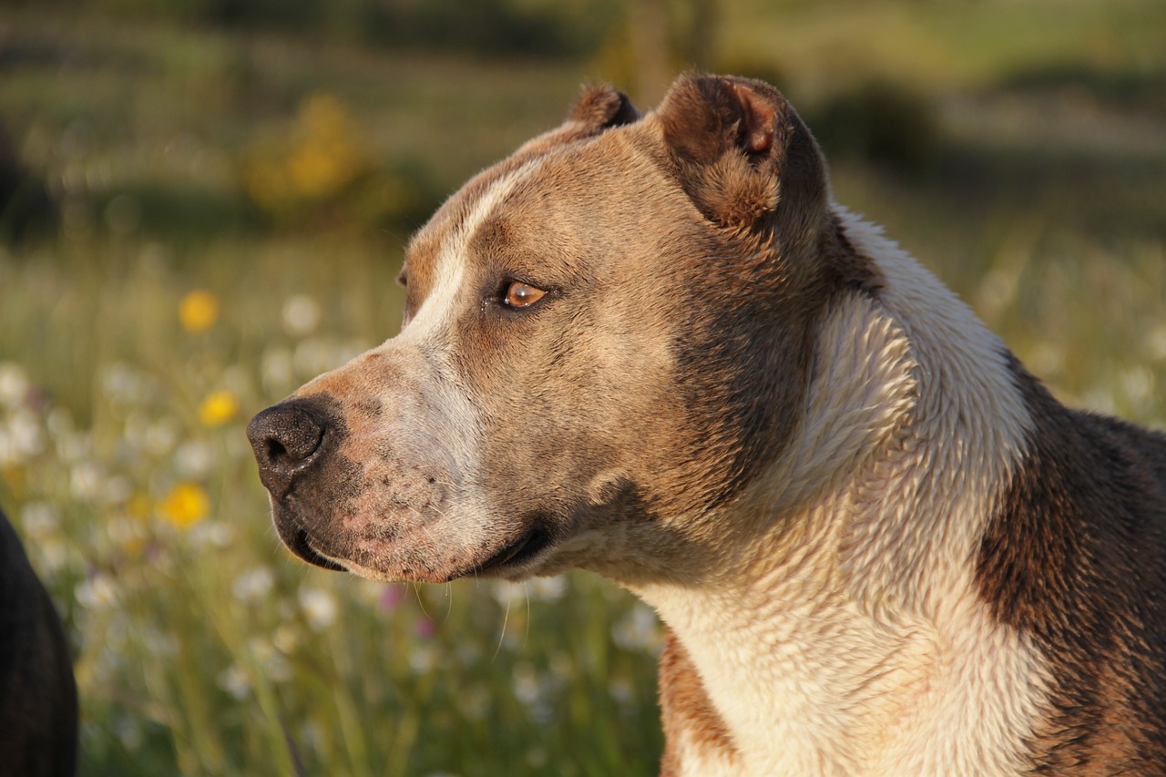 O Melhor Canil American Staffordshire Terrier